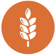 gluten